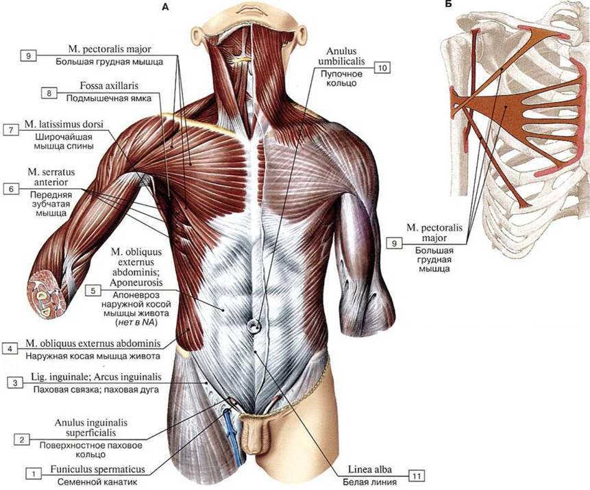 Анатомия грудных мышц и как их накачать правильными упражнениями | romafitness | дзен