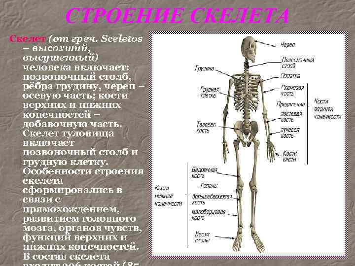 Скелет человека состоит. Stroenie skeletal. Строение костей туловища человека.