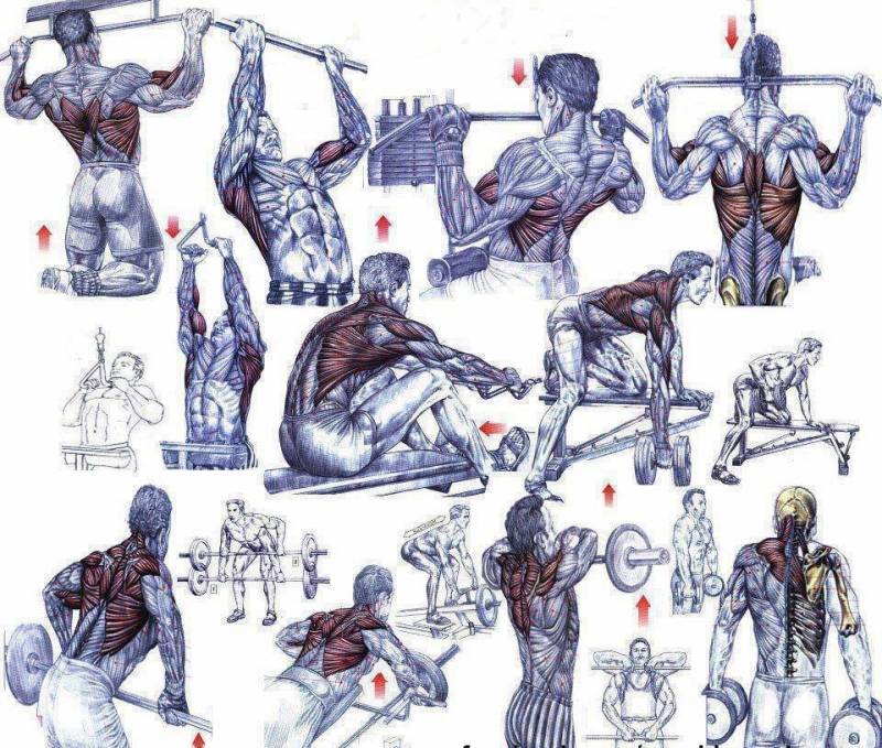 Как накачать мышцы спины — советы для новичков и опытных атлетов