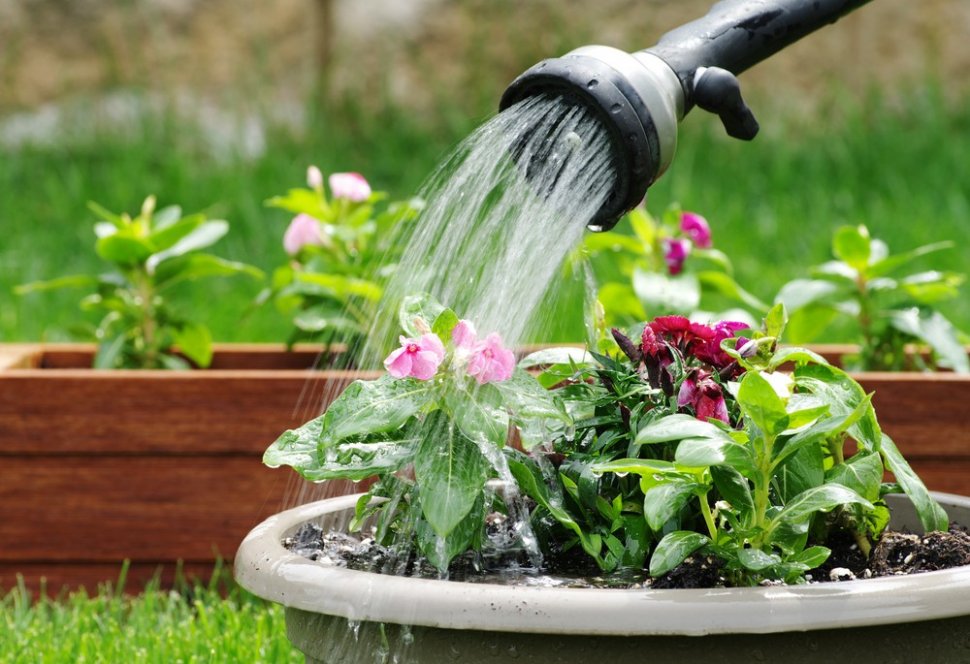 ✅ можно ли поливать цветы газированной водой - усадьбанатали.рф