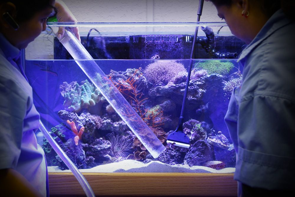 Чистка аквариума: как правильно и часто нужно чистить аквариум с рыбками в домашних условиях, почистить дно и стенки