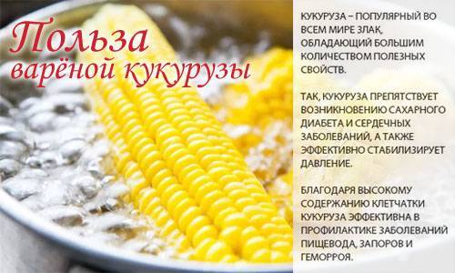 Калорийность кукурузы (консервированной, в початках): сколько калорий в вареной кукурузе, польза и вред кукурузы