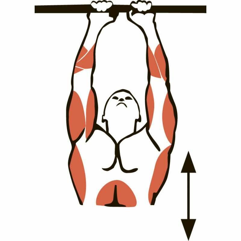 Какие мышцы работают при подтягивании на турнике (в разных видах техники) | playboy