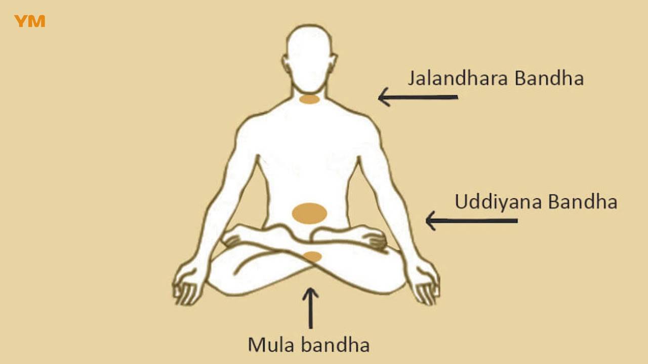 Бандхи в йоге (мула, уддияна, джаландхара) | slavyoga
бандхи в йоге (мула бандха, уддияна бандха, джаландхара бандха) — slavyoga