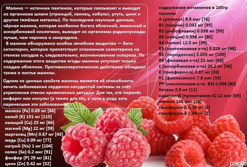 Малина: польза и вред для здоровья человека — ягоды и листья
