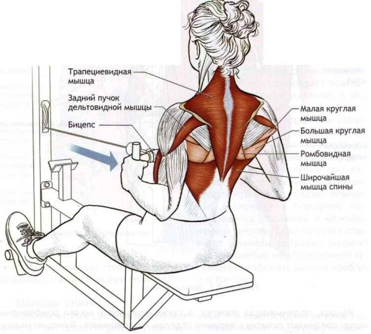 Сведение рук в тренажере бабочка сидя: техника выполнения и какие мышцы работают | irksportmol.ru