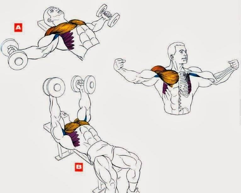 Как накачать грудные мышцы в домашних условиях, отжимания, видео