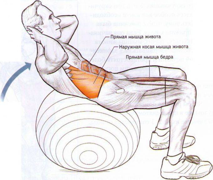 Скручивания на пресс: техника выполнения, все виды упражнения
