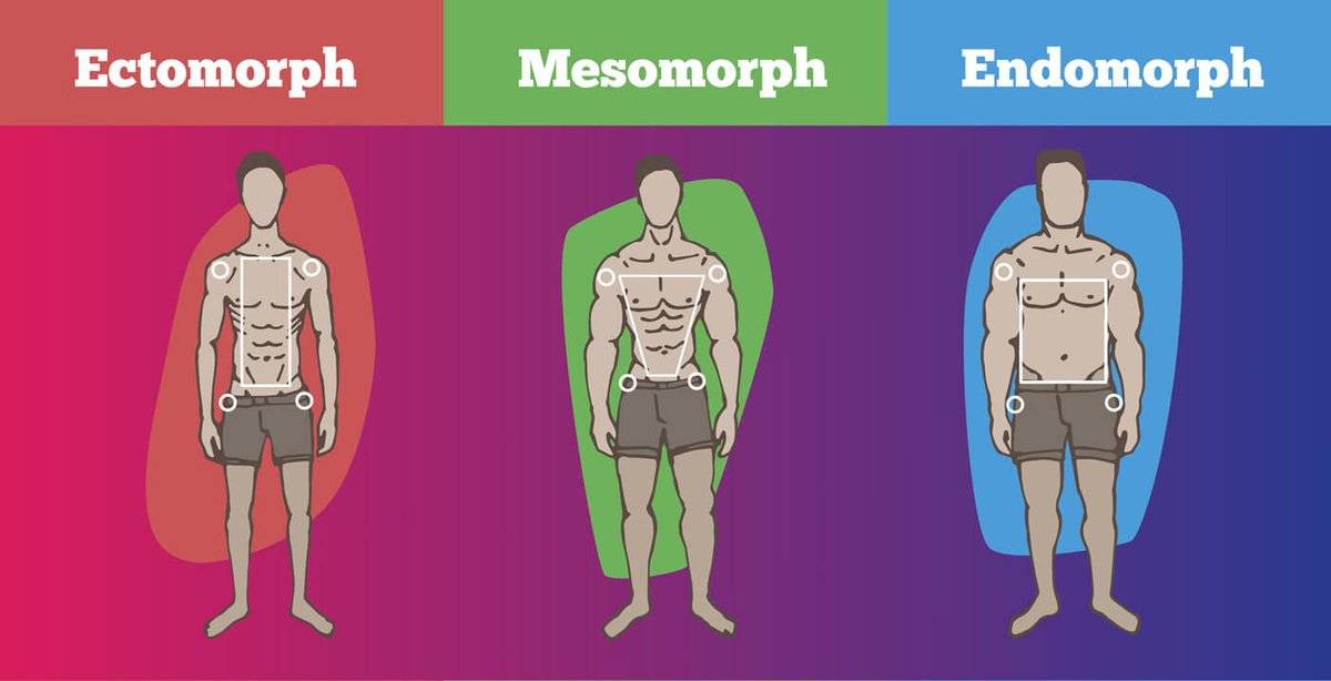 ????типы телосложения — сводная таблица видов. как определить свой?