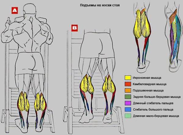 Подъем на носки стоя: описание упражнения, инструкция по выполнению