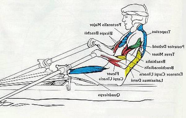 Гребной тренажер – какие мышцы работают