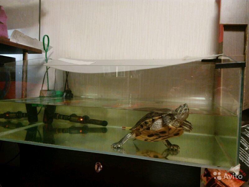 Все о красноухой черепахе: уход, кормление и содержание в домашних условиях