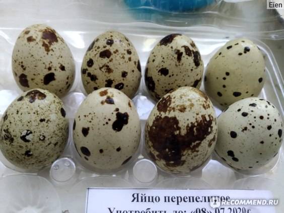 Чем полезны перепелиные яйца — 11 доказанных свойств