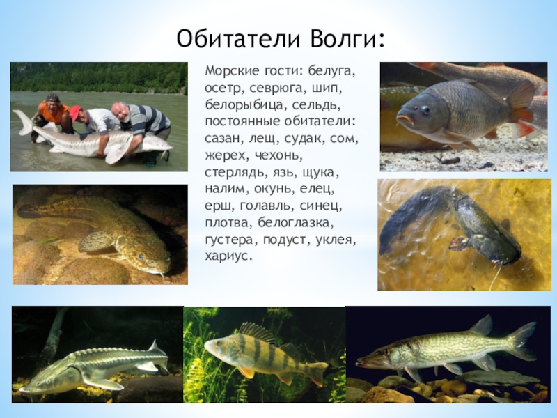 Растения и животные водоемов: описание и их значение в природе :: syl.ru