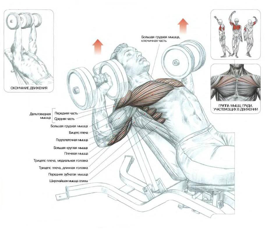 Жим штанги лежа: техника выполнения, работающие мышцы, польза и противопоказания