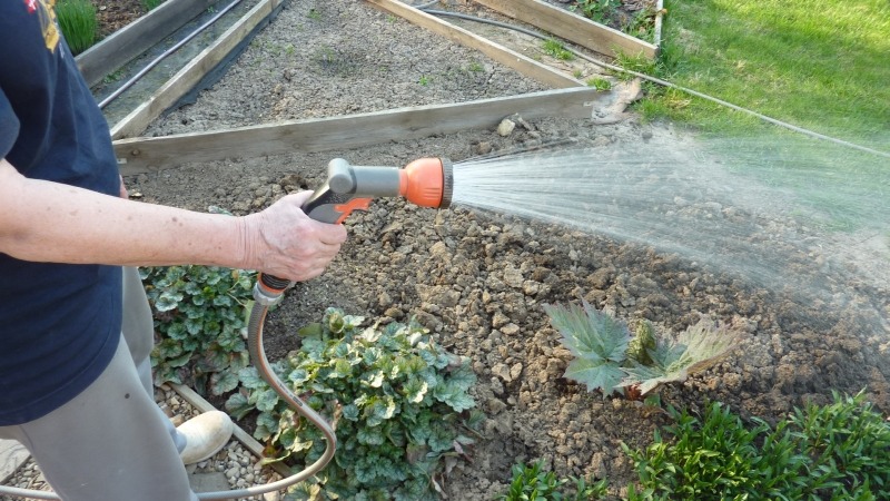 Можно ли поливать растения холодной водой из скважины или колодца