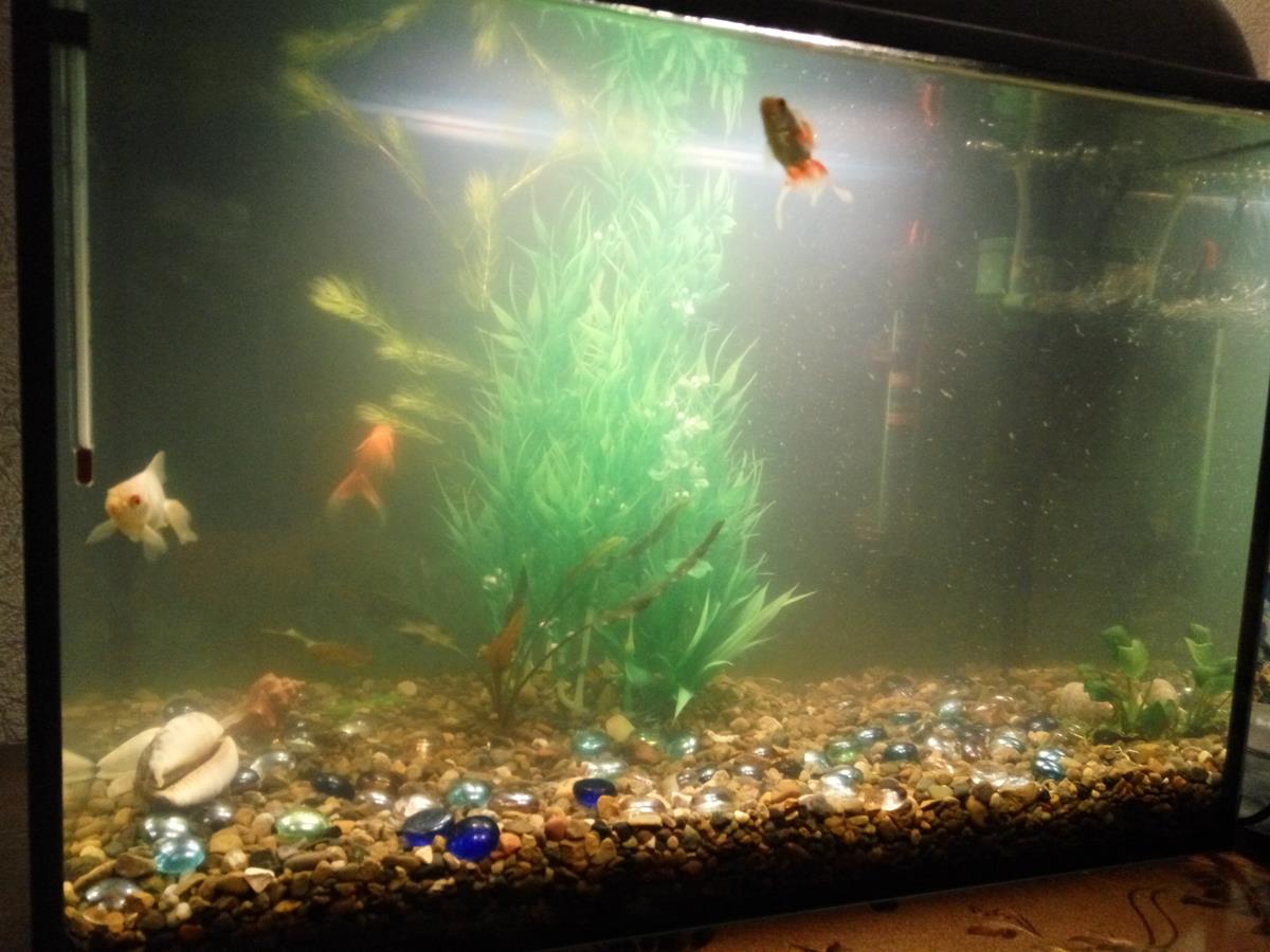 Мутная вода в аквариуме: что делать -описание проблем,фото,видео | аквариумные рыбки