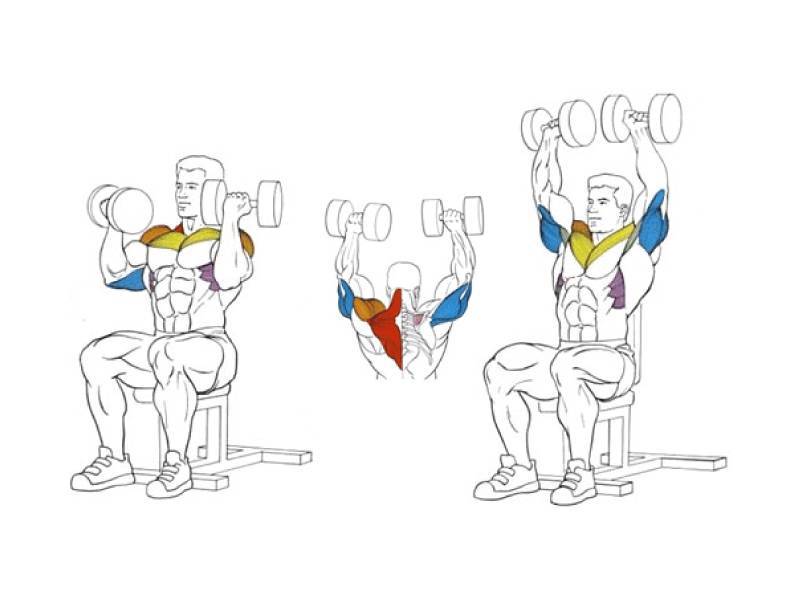 Жим гантелей стоя: развиваем дельтовидные мышцы | rulebody.ru — правила тела