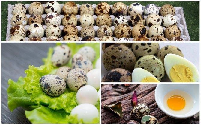 Перепелиные яйца: польза и вред. как правильно употреблять яйца перепелки?
