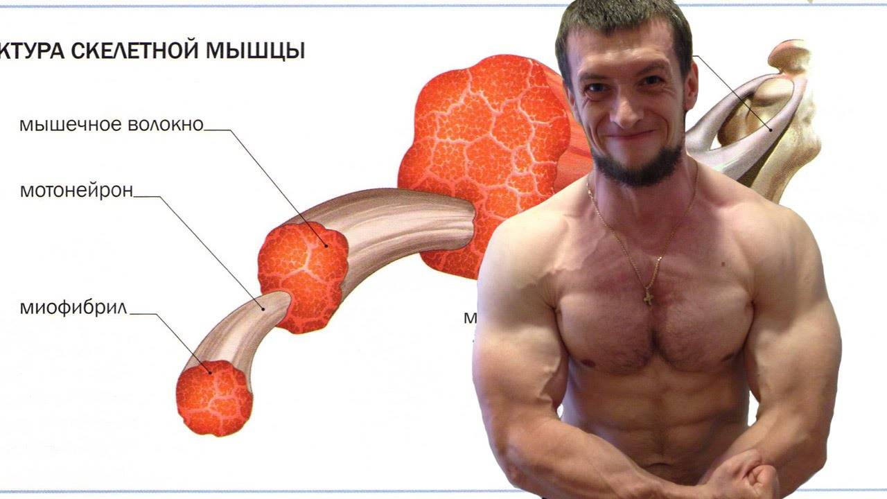 Ли мышца. Растут ли мышцы. Сгоревшие мышцы. Зачем пережигают мышцы. Заболевание при котором растут мышцы.