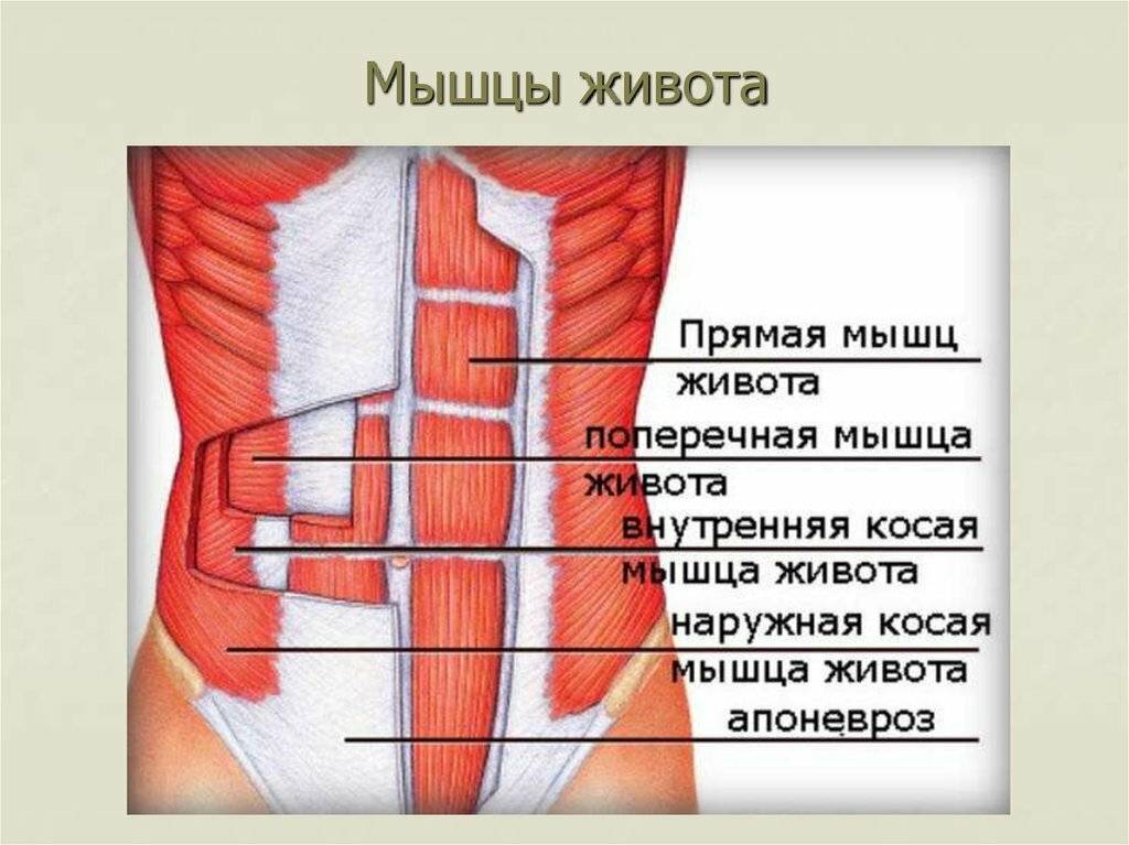 Как и где расположены косые мышцы живота