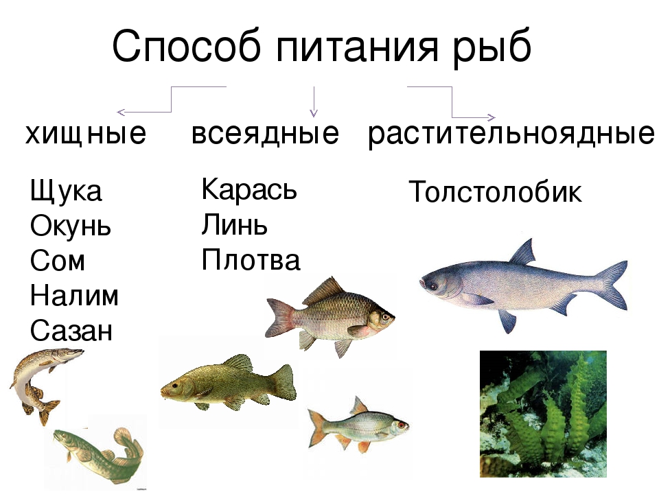 Правила рыболовства в пермском крае