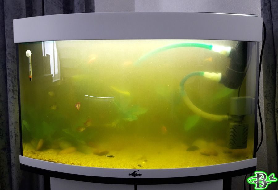 Неприятный запах из аквариума | аквариумок
