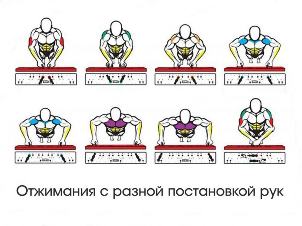 Программа отжимания от пола для начинающих, тренировка грудных мышц на массу