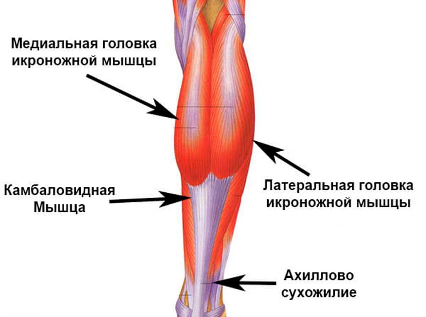 Икроножная мышца какая ткань. Медиальная головка икроножной мышцы. Мышцы икры ног анатомия. Латеральная головка икроножной мышцы. Медиальная головка икроножной мышцы функции.