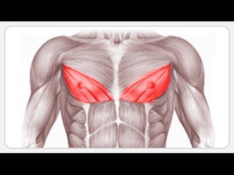 Как правильно качать внутреннюю часть грудных мышц