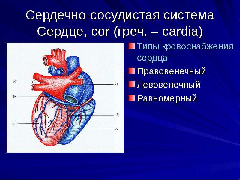 Спортивное сердце: определение, признаки и особенности идентификации