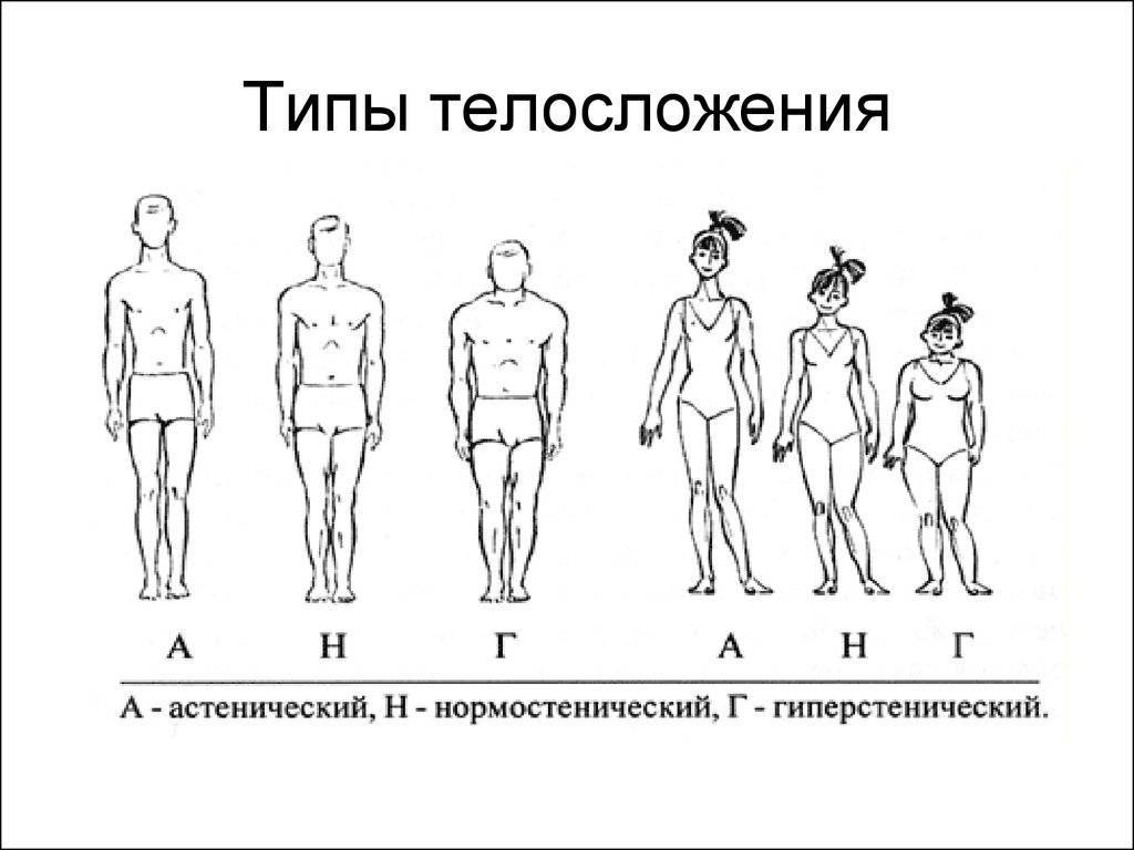 Типы женского телосложения. простая и удобная классификация.