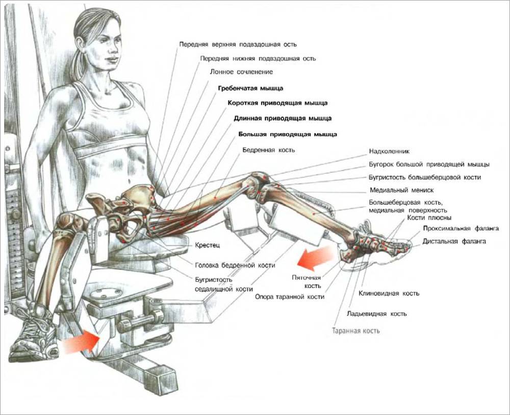 Разведение ног в тренажере: особенности упражнения, какие мышцы работают - tony.ru