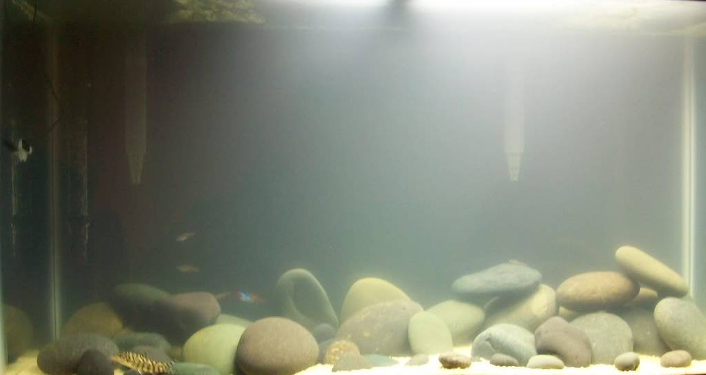 Проблемы с водой в аквариуме: вода мутнеет, пахнет или появилась пленка
