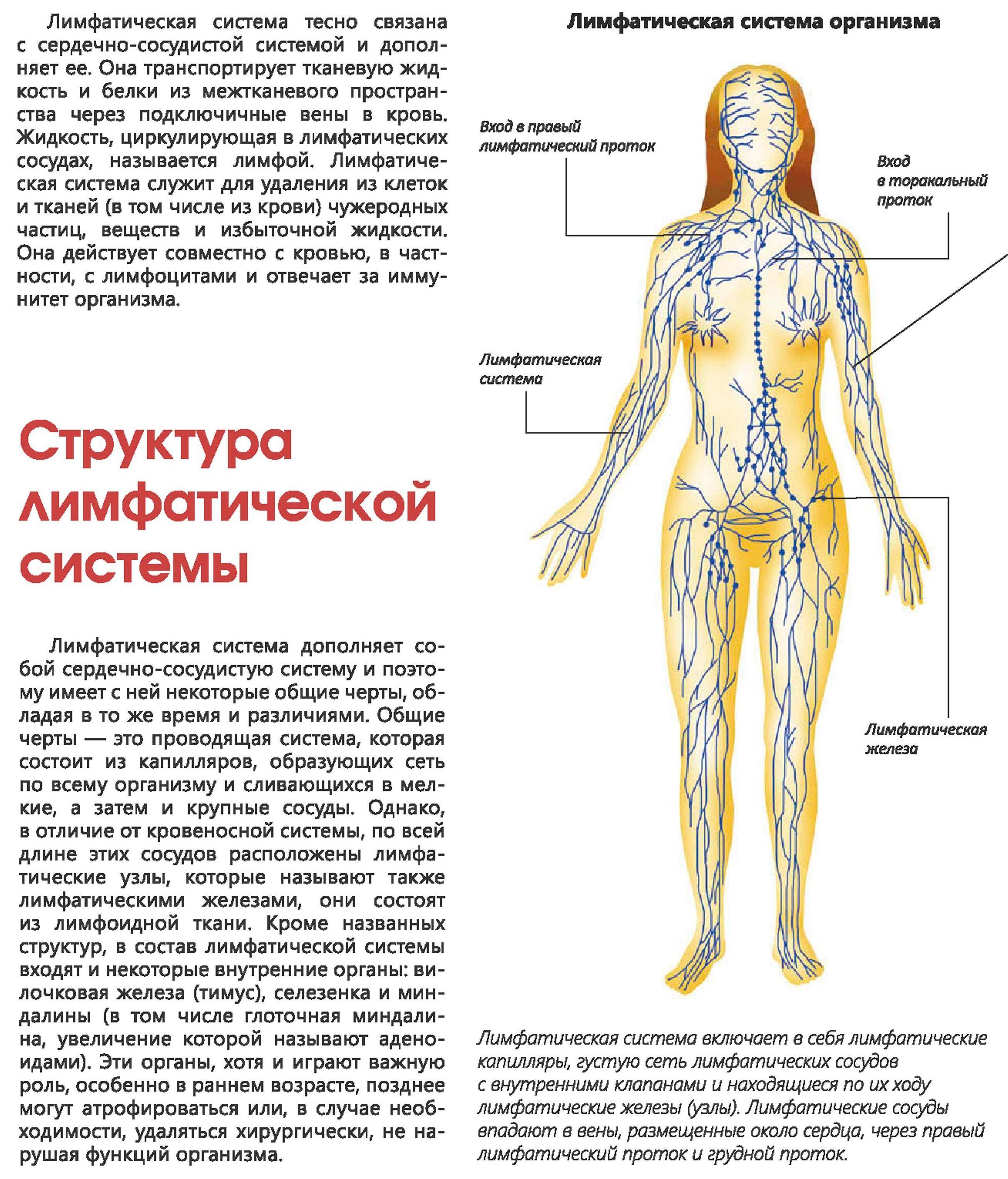 Схема лимфы в теле человека