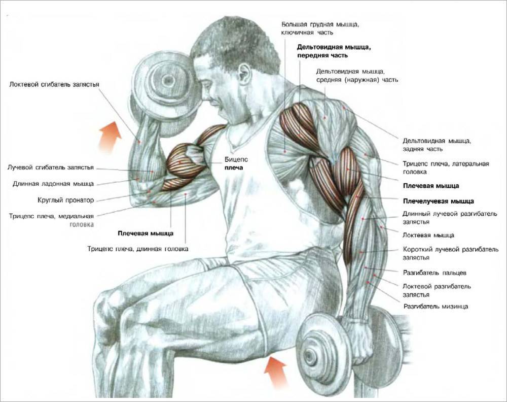 Как накачать мышцы рук?