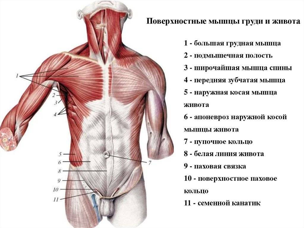 Анатомия мышц груди