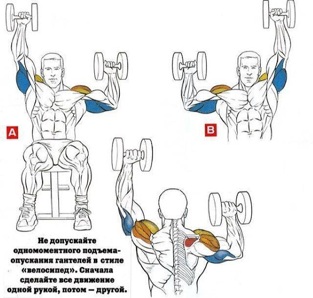 Упражнения для мышц рук: 20 лучших упражнений для прокачки мышц рук