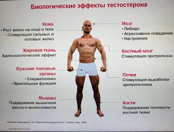 Гормон тестостерон: как повысить у мужчин и женщин