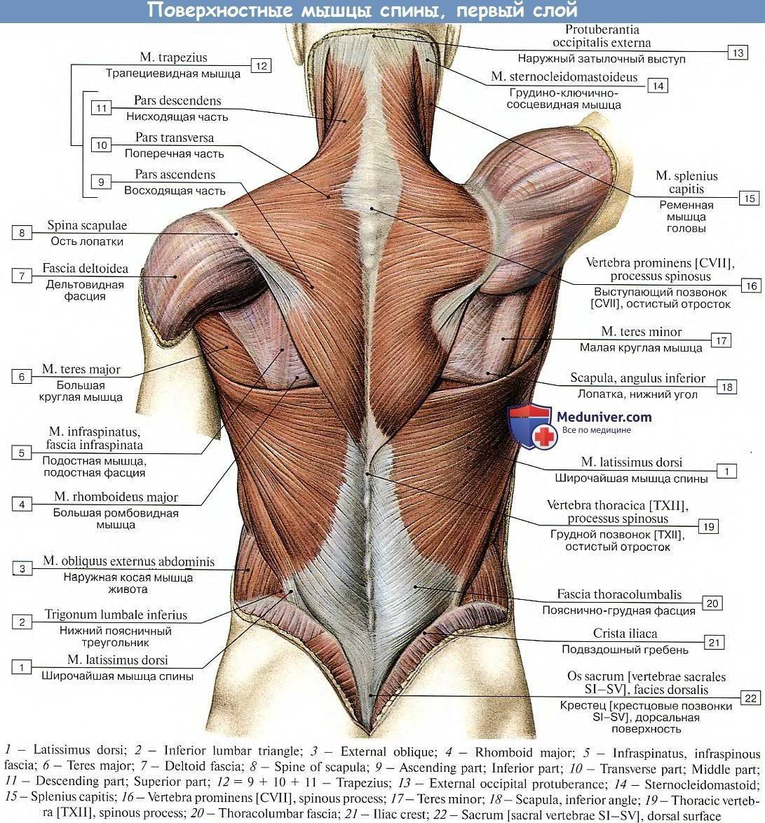 Широчайшая мышца спины - kinesiopro