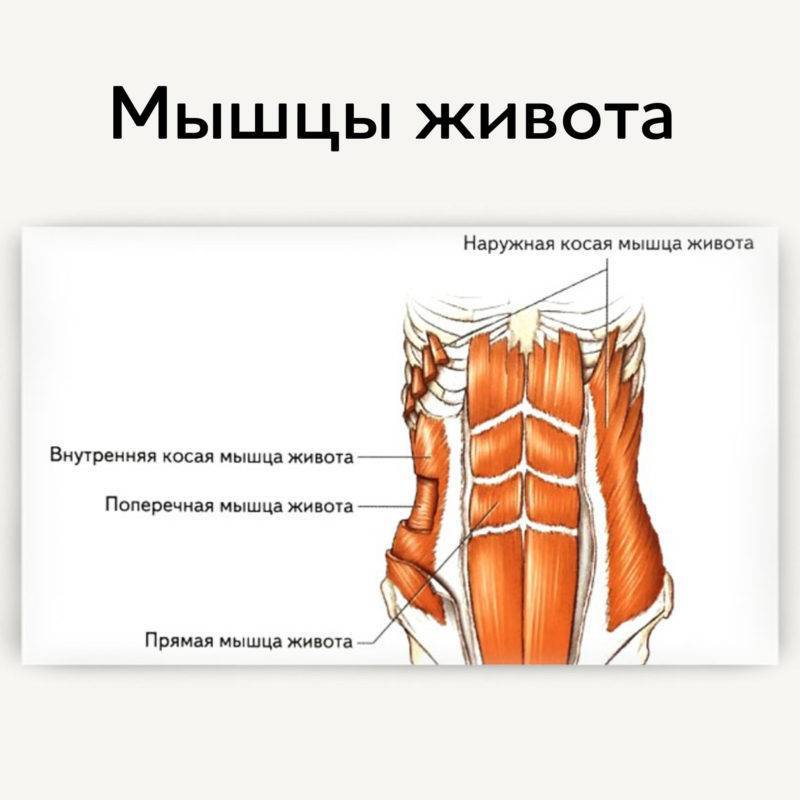 Анатомия мышц пресса и упражнения для тренировки мышц живота