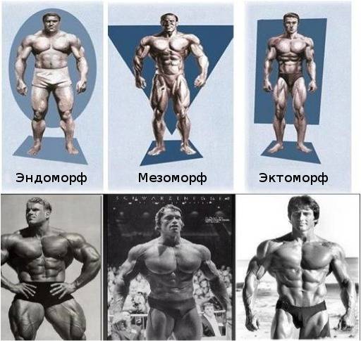 Эктоморф, мезоморф, эндоморф - как определить тип телосложения у мужчин и женщин