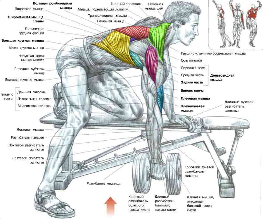 Упражнения для спины в домашних условиях: как накачать мышцы спины мужчине