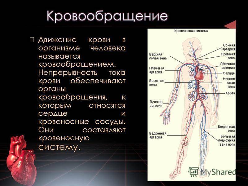 Органы кровообращения человека. Система органов кровообращения. Кровеносная система человека. Циркуляция крови в организме. Кровеносная система человека движение крови.