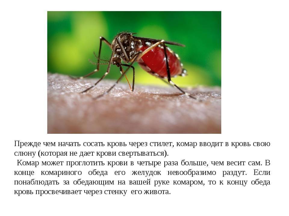 Людей с какой группой крови чаще кусают комары