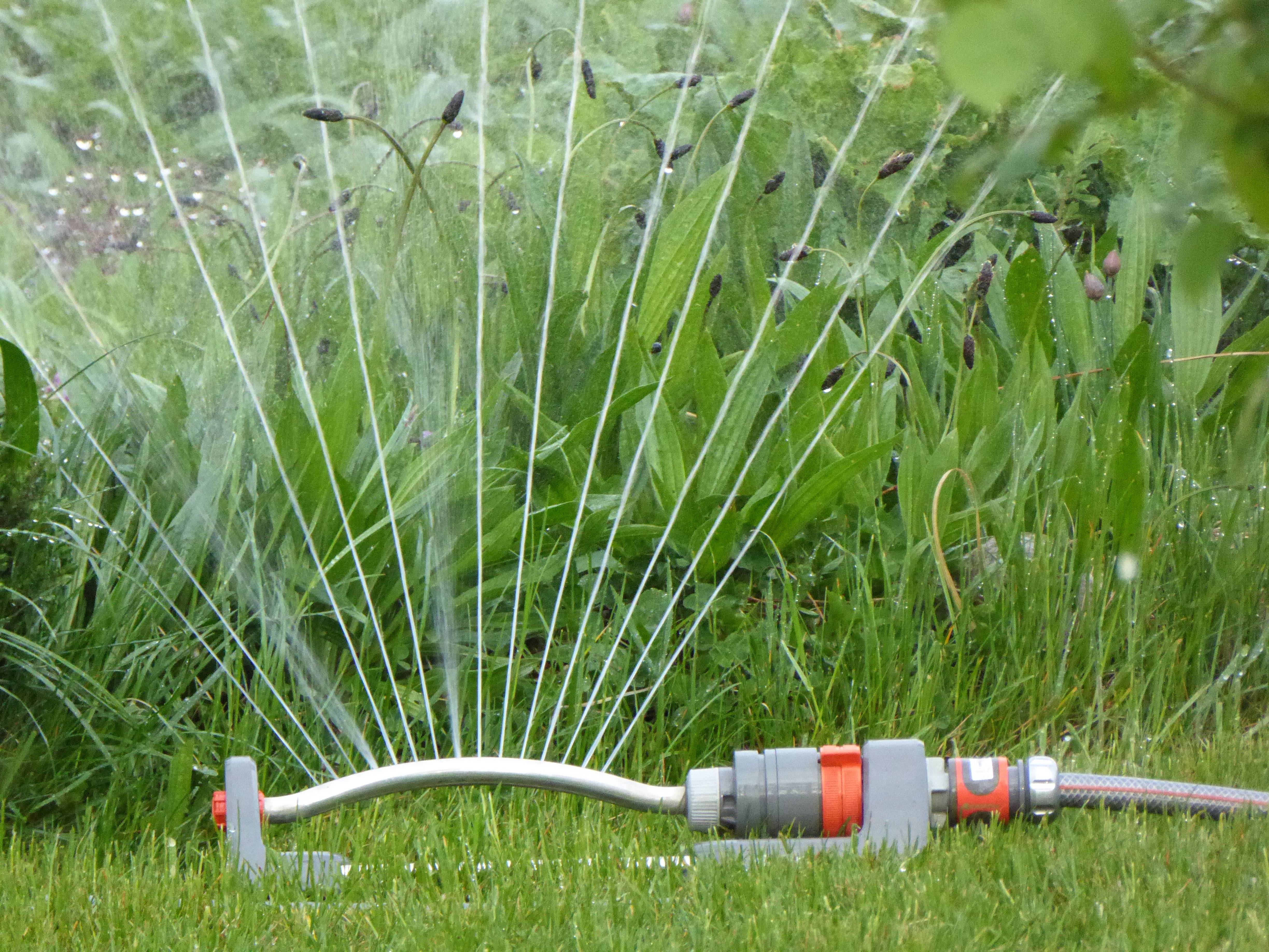 Водичка для газона: нормы, правила и советы по поливу