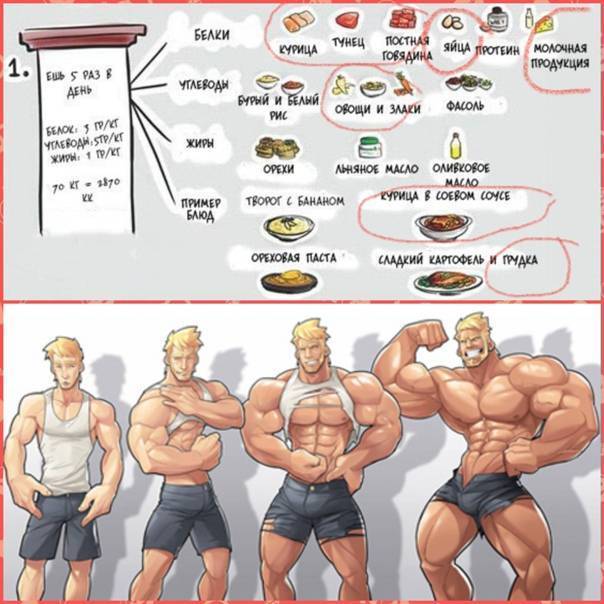 Правила составления меню для набора мышечной массы