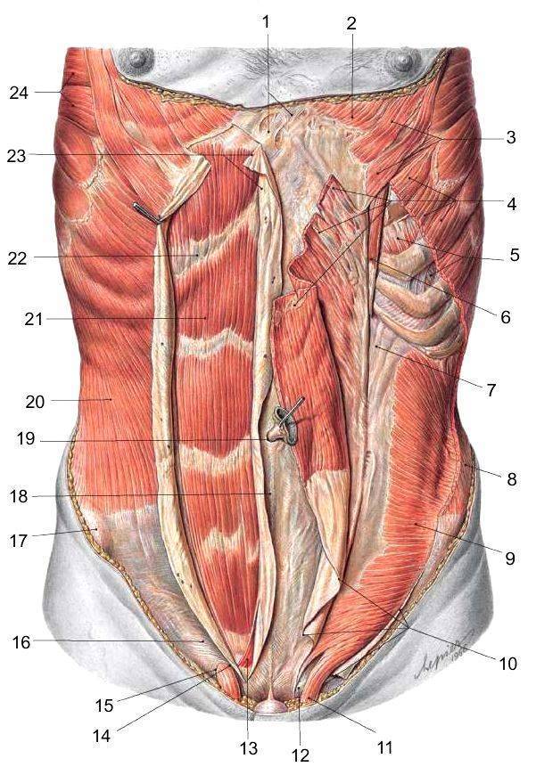 Поперечная мышца живота – анатомия, функции и упражнения для женщин и мужчин