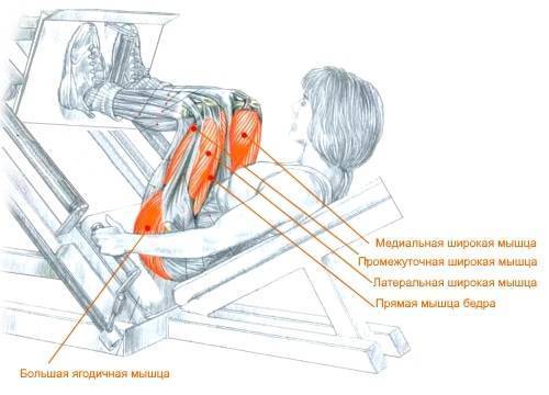 Упражнение для мышц "жим ногами": техника выполнения