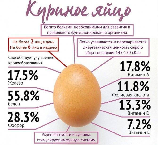 Куриные яйца: полезные свойства, состав,пищевая ценность, витамины, лечение, применение, противопоказания
